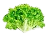 Escarola