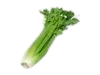Apio