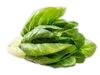 Acelga
