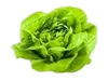 Lechuga